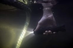 Coast PolySteel 600 Pure Beam Focusing Flashlight LIGHTING